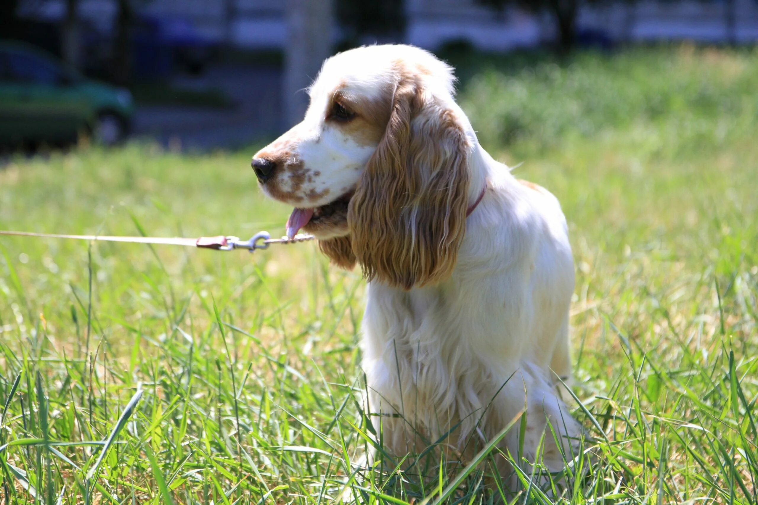 Кокер спаниель пятнистый. Сколько живут собаки спаниель. Английский кокер спаниель рыжий. Кокер-спаниель. Кокер спаниель шоколадный.
