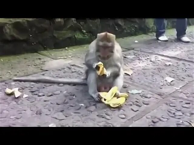 песня от улыбки пернул бегемот текст. от улыбки бегемот обезьяна подавилась. переделанная песня от улыбки лопнул бегемот. поговорка про бегемота. от улыбки пернул бегемот текст.