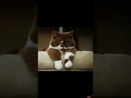 Песня мурлыка слушать
