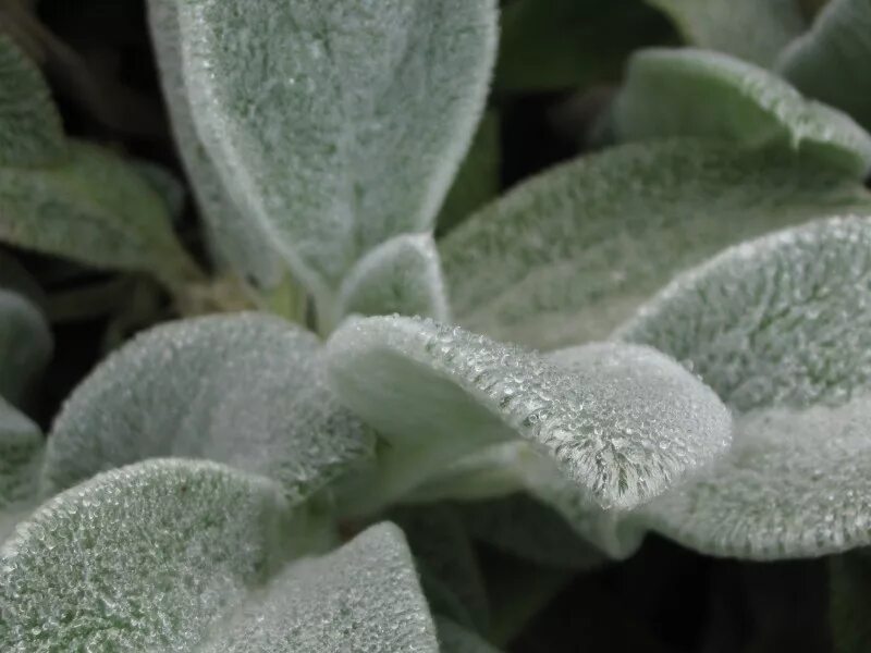 Haemanthus albiflos rare South African plant from 2nd photo on Etsy
