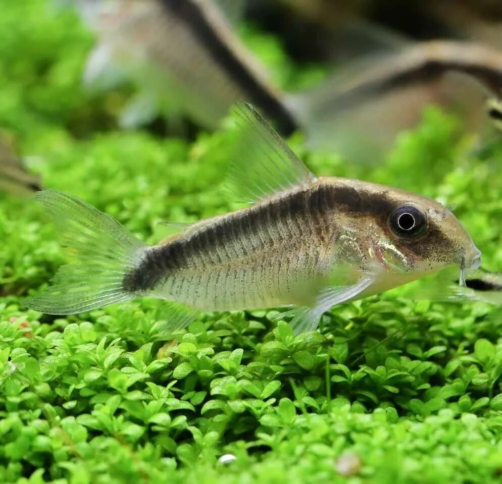 Коридорасы виды. Коридорас аркуатус (Corydoras arcuatus). Коридорас аквариумная рыбка. Коридорас Пигмей. Коридорас нанус.