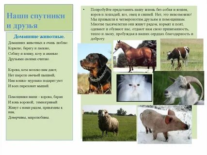 Корова лошадь овцы это
