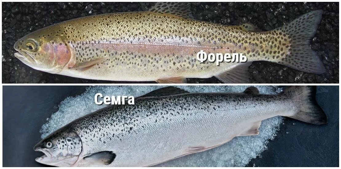 Лосось или семга в чем разница. Чавыча форель лосось отличия. Лосось форель семга. Семга лосось форель разница. Форель лосось семга отличие.