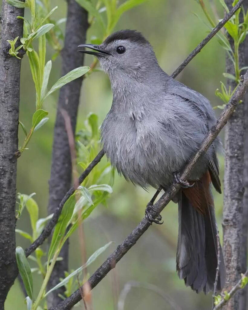 Раз серая птица. Catbird птица. Gray Catbird. Серая птица. Серая птичка.