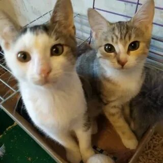 Гатчина котята в добрые