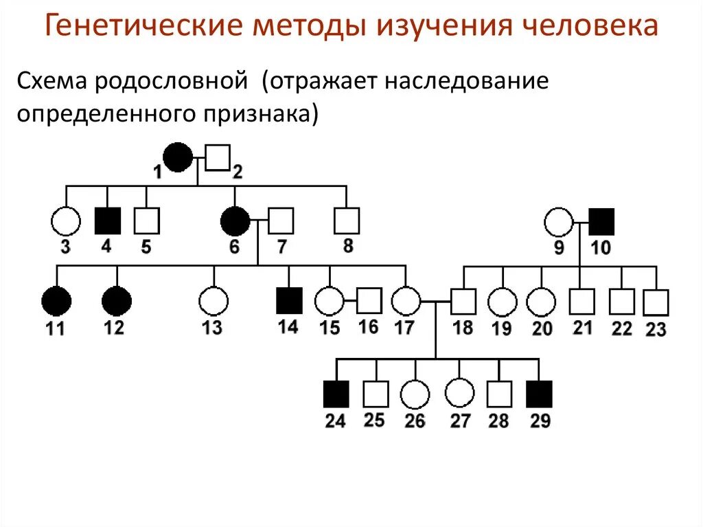 Методы изучения генетики человека генеалогический