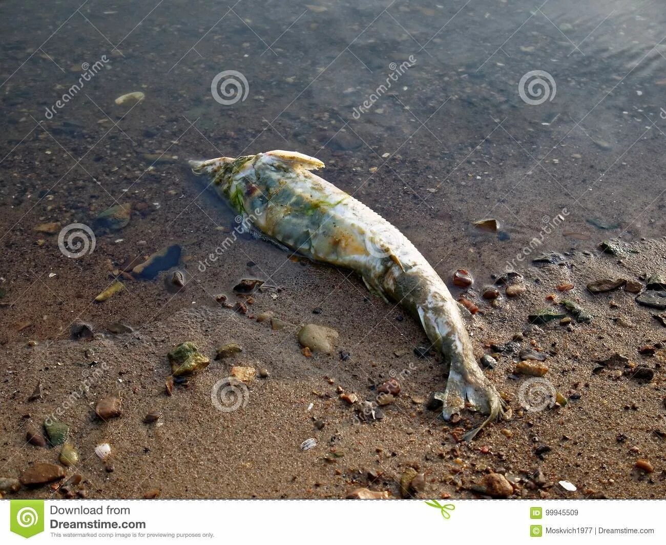 Сон мертвые рыбки. Грустные рыбки в грязной воде. Грустные рыбки в речке. Экостикер мертвая рыба. Грустные рыбки из за загрязнения.