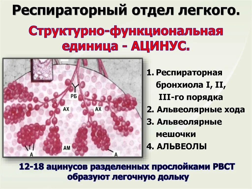 Респираторный отдел легких. Ацинус легкого гистология. Ацинус легкого строение гистология. Респираторный ацинус гистология. Структурно функциональная респираторная отдела легких.