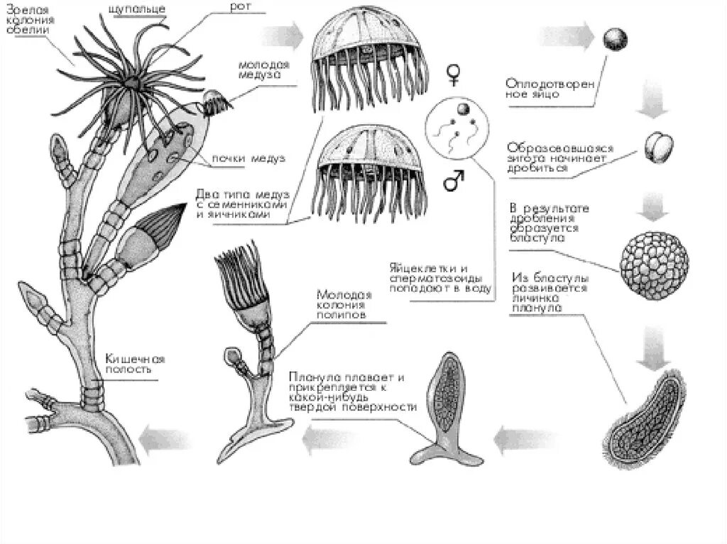Жизненный цикл ГИДРОИДА обелии. Цикл развития гидроидных. Жизненный уикл гидромда обелия. Цикл развития гидроидного полипа.