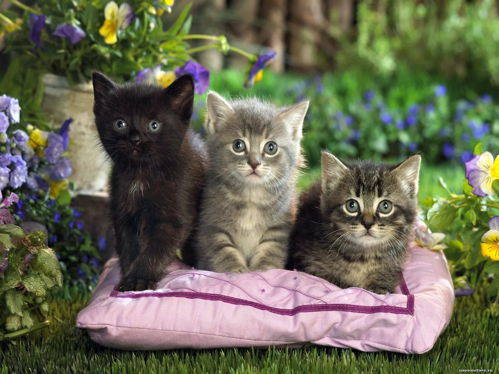 Красивые кошки. Красивые котята. Котята фото. Кошка с котятами. Котята в добрые московская область
