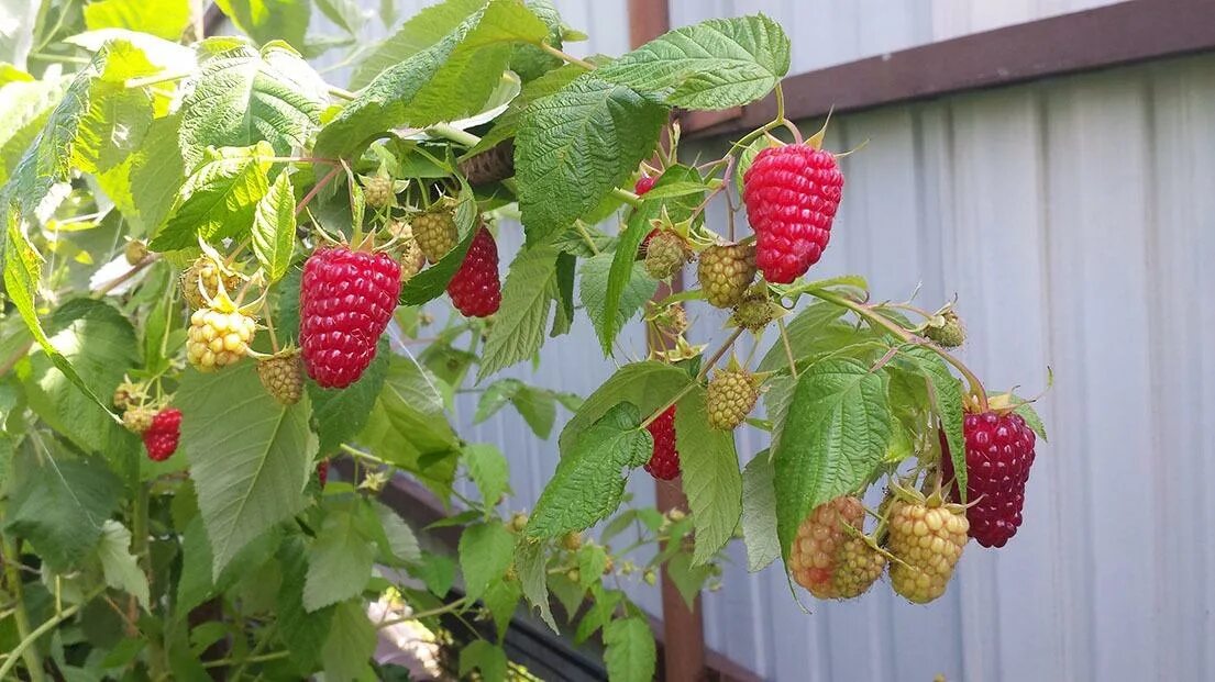 Сорт шапка. Малина шапка мономаха. Малина ремонтантная шапка мономаха. Малина шапка мономаха. Сорт шапка.