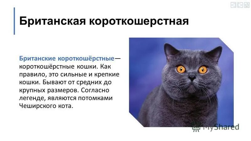 Рассмотрите фотографию кошки породы британская и выполните. Британская короткошёрстная кошка описание. Британская короткошерстная основные сведения. Сведения о британской короткошерстной кошке. Британская кошка основные сведения.