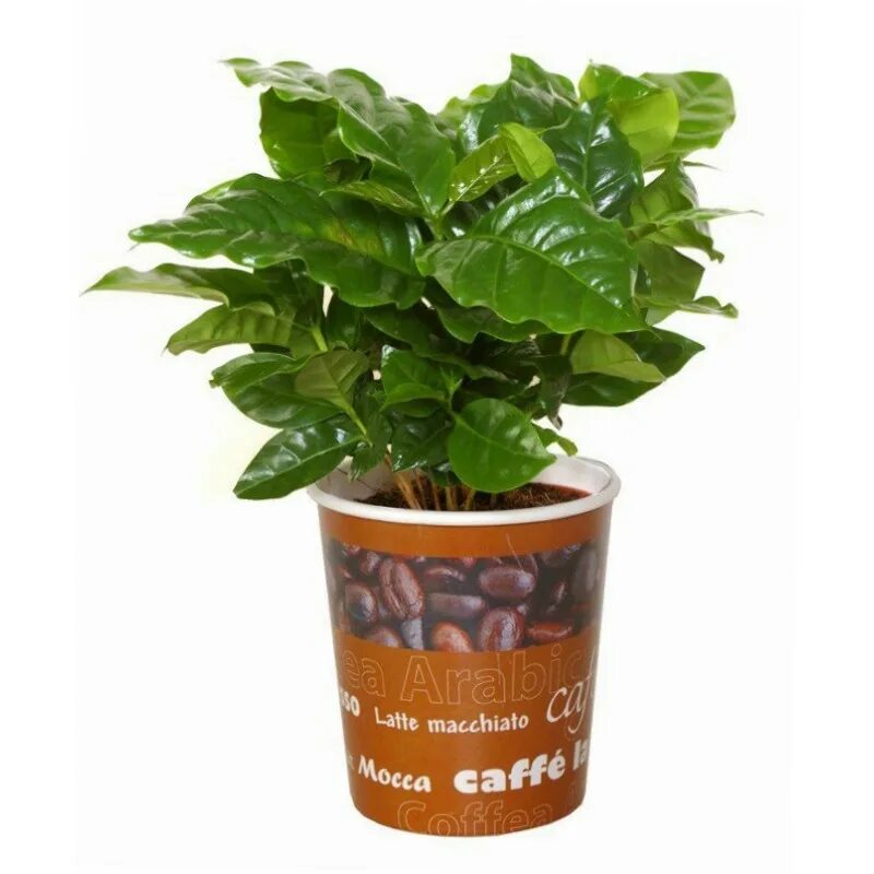 кофе арабика цветок комнатный. кофе arabica растение горшечное. кофе арабика комнатное растение. кофе арабика в горшке. арабика комнатное.