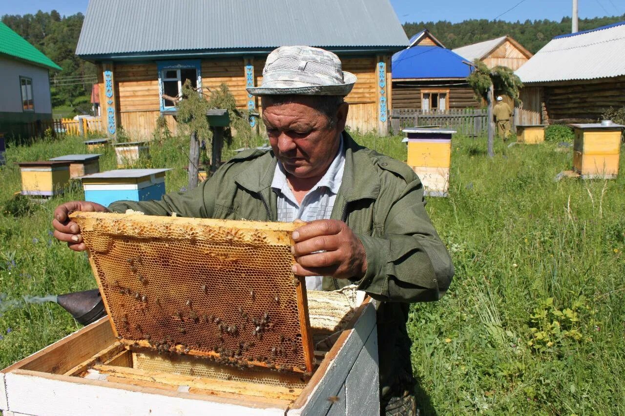 Пчеловодное хозяйство "Пасечник Шишкин". Пчеловодство. Бортничество. Башкирский мёд.. Мед Башкирии бортевое Пчеловодство. Бортничество - Пчеловодство в Башкортостане. Купить пчел в башкирии