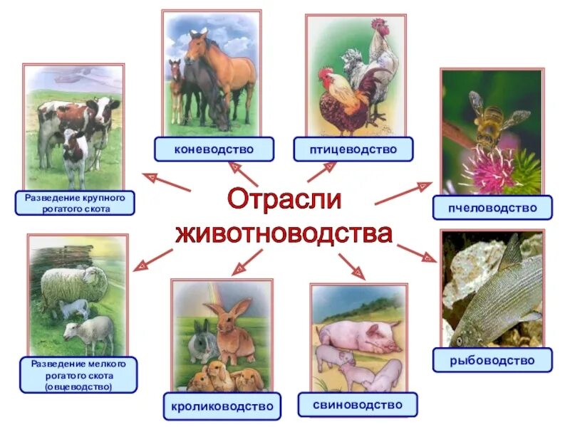 Отрасли животноводства. Схема животноводства. Отрасли животноводства схема. Отрасли животноводства таблица 3 класс. Растениеводство и животноводство 3 класс презентация