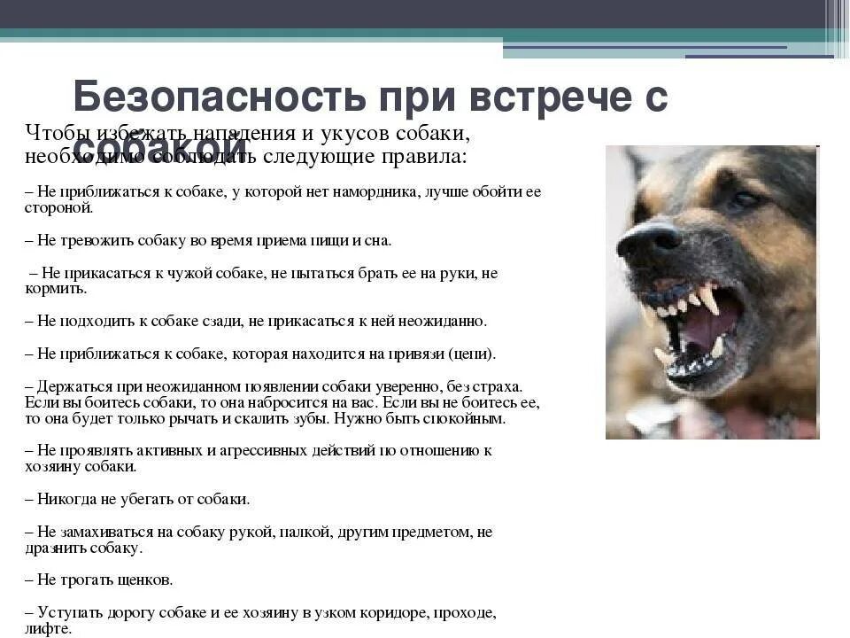 Что делать при нападении. Что делать при укусе собаки. Что делать если укусила собака. Чтделатукуксила собак.