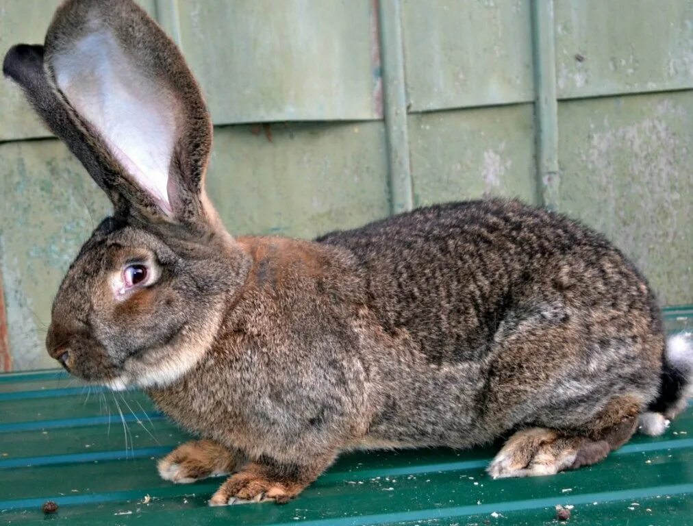 Купить кролика в курске. Бельгийский великан Фландр. Бельгийский Фландр кролик. Кролики великаны Фландр. Кролики породы Фландр.