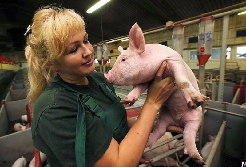 Гризель стивенс. Девушка с поросенком. Девушка с поросенком. Жена свинья. Жена свинья.