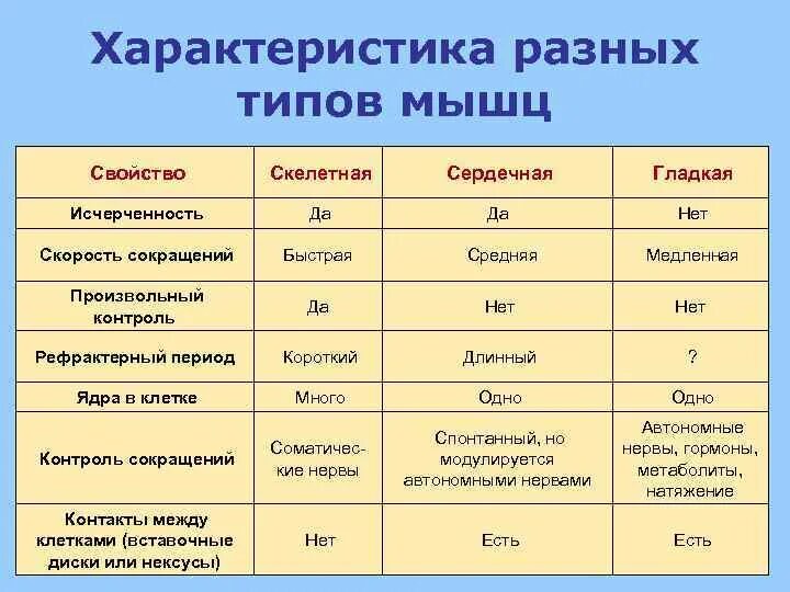 Сравнение типов мышечной ткани таблица. Сравнительная характеристика гладкой и скелетной мышцы. Сравнительная характеристика мышц. Характеристика и типы мышц. Признаки местоположение