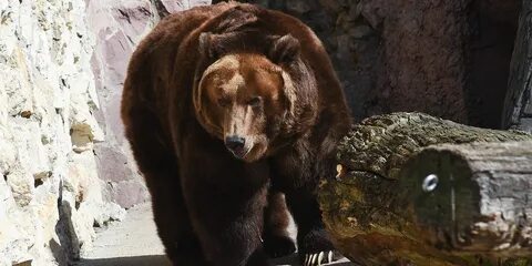 Медведи в московском зоопарке