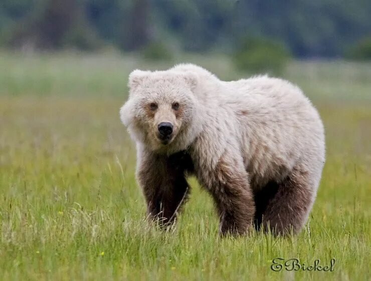 Grey bear