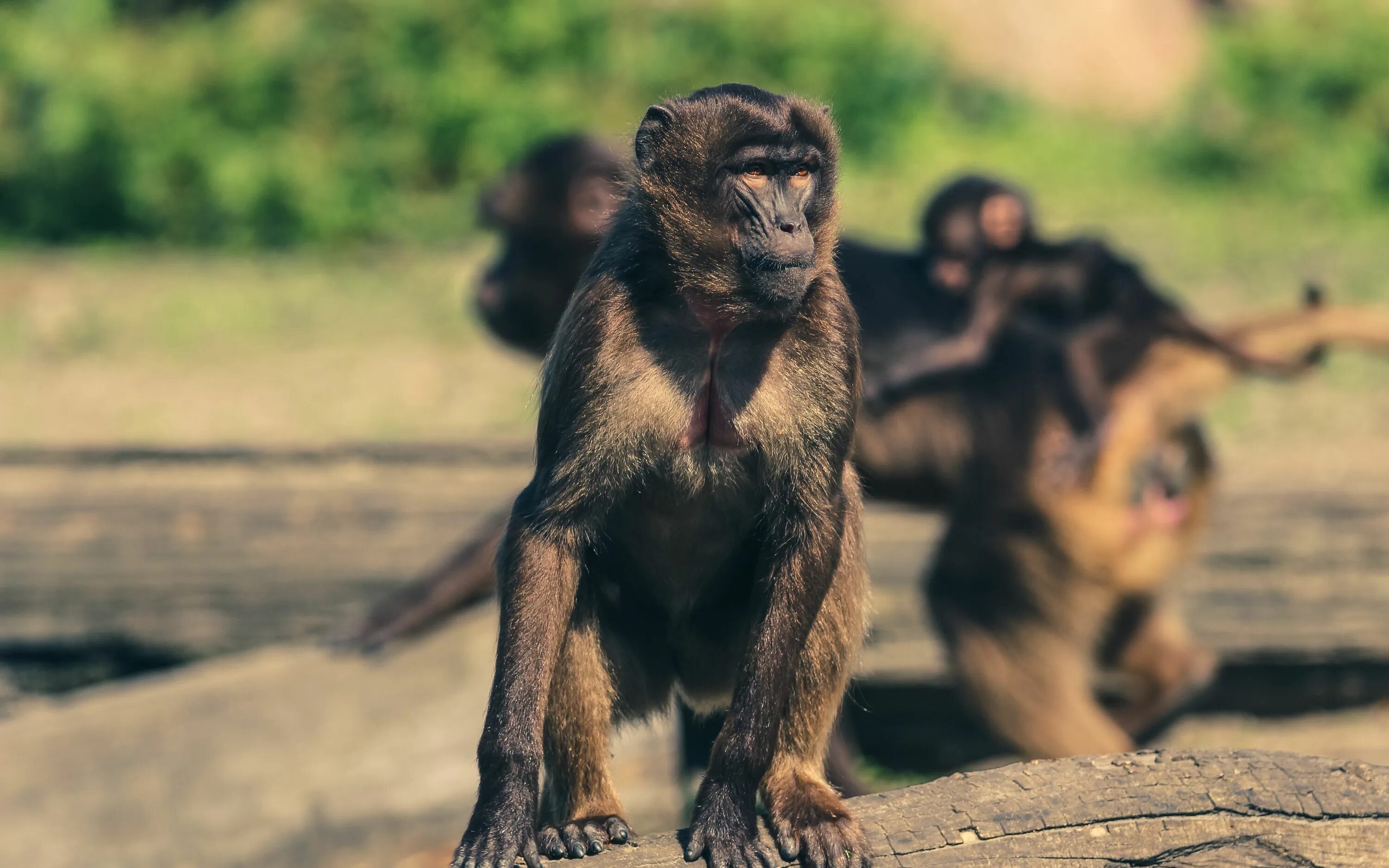 After monkeys