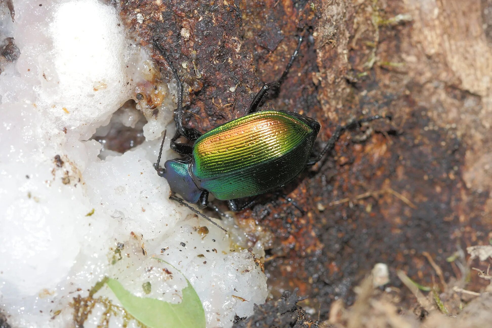 Жук красотел в какой природной. Жук пахучий красотел. Красотел пахучий (Calosoma sycophanta). Пахучий красотел Calosoma sycophanta (Linnaeus, 1758). Жук красотел яйцо.