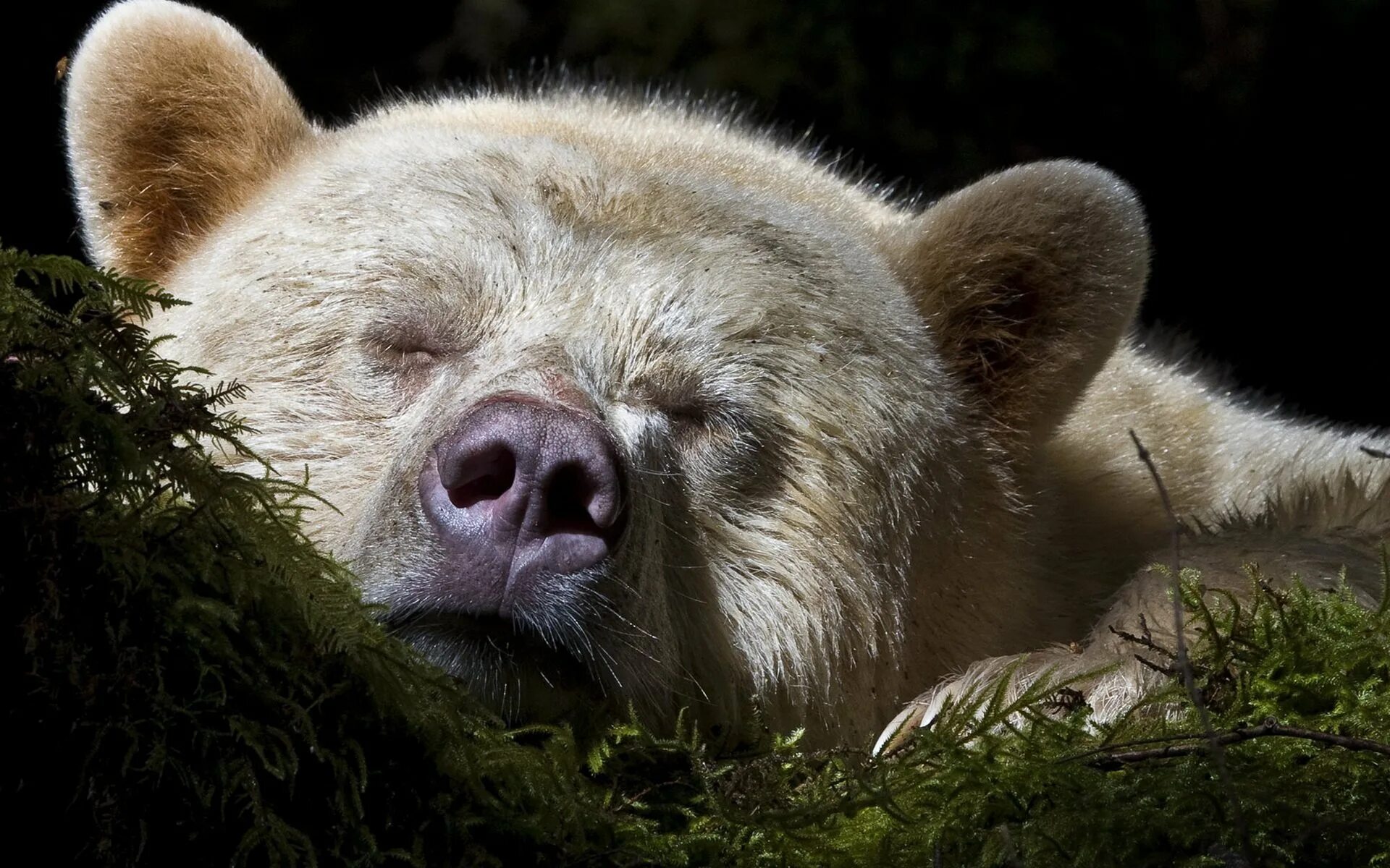 Спокойно живо. Бурый медведь альбинос. Спящий медведь.