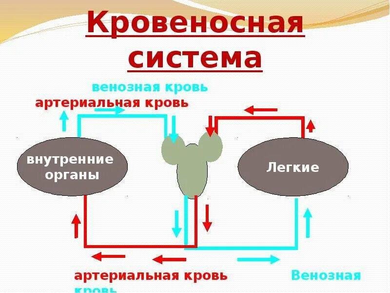 Венозная кровь наблюдается в. Артериальная и венозная кровь. Артериальная и венозная кровь характеристики. Артериальная кровь и венозная кровь.