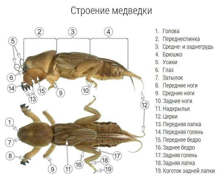 Медведка обыкновенная какое развитие. Медведка Тип конечностей. Внешнее строение медведки. Медведка строение конечностей. Особенности внешнего строения медведки.