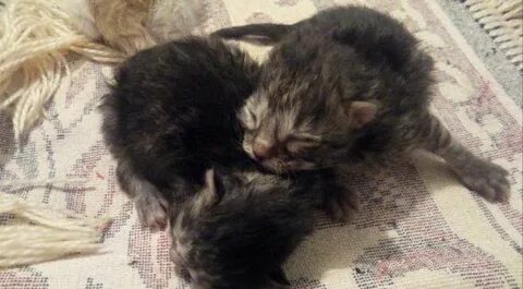 Взяли котенка в 1 месяц