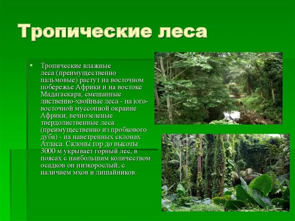 Характеристика тропических лесов. Тропический лес презентация. Тропические леса сообщение. Тропический лес описание. Какая влажность в лесу