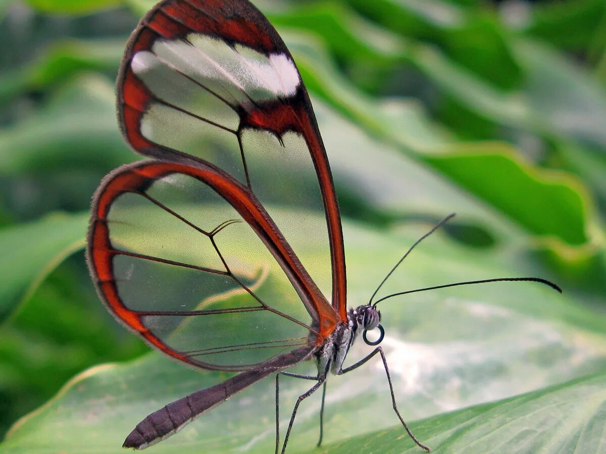 Павлиноглазка сатурния луна. Китайская дубовая павлиноглазка. Бабочка сатурния мадагаскарская. Мадагаскарская павлиноглазка. Парусник блюме бабочка.