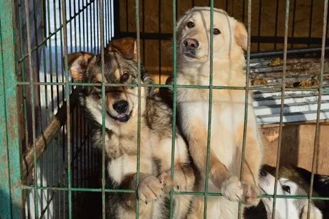 Безнадзорные животные рязань