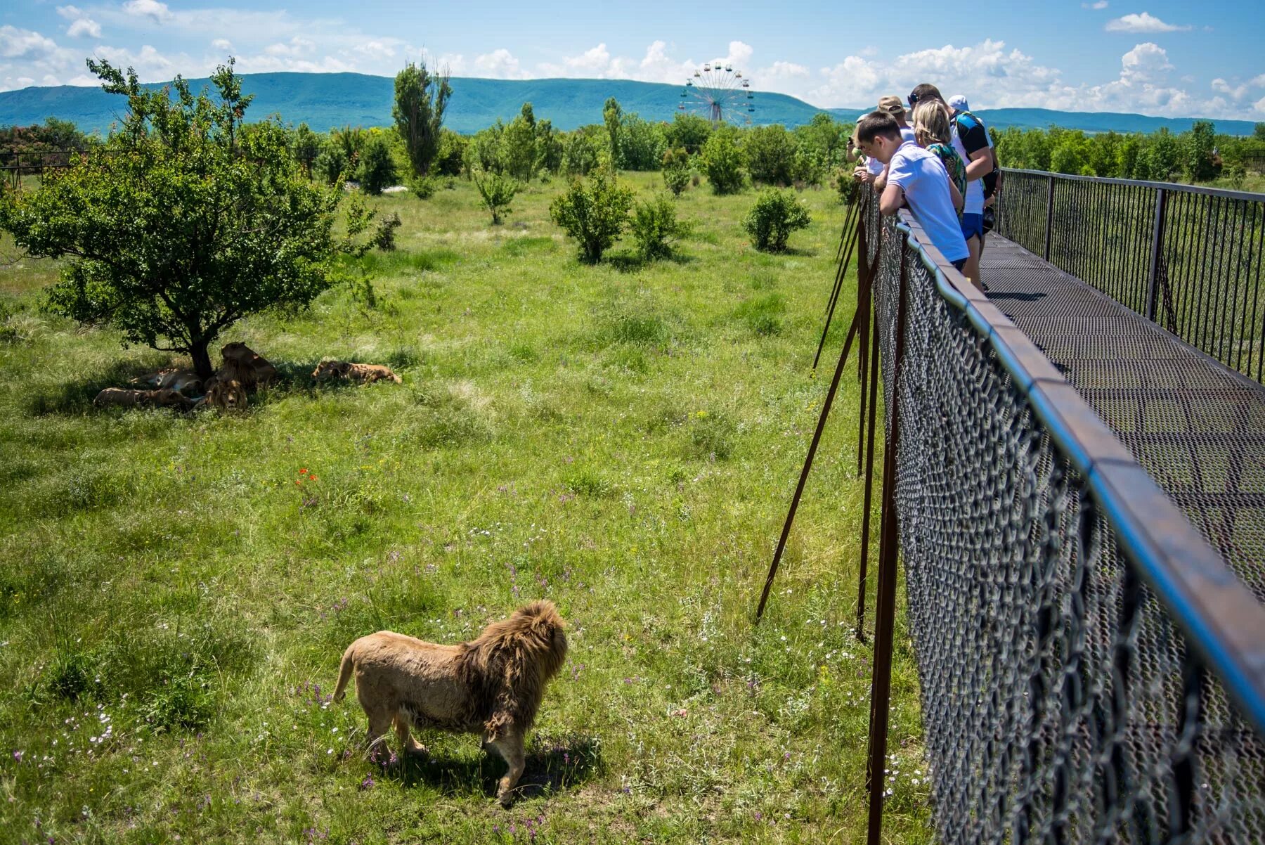 Парк тайган в крыму последние новости. Тайган сафари парк в Крыму. Парк Львов Тайган в Крыму. Тайган сафари парк Львов. Парк Львов Тайган, Белогорск.