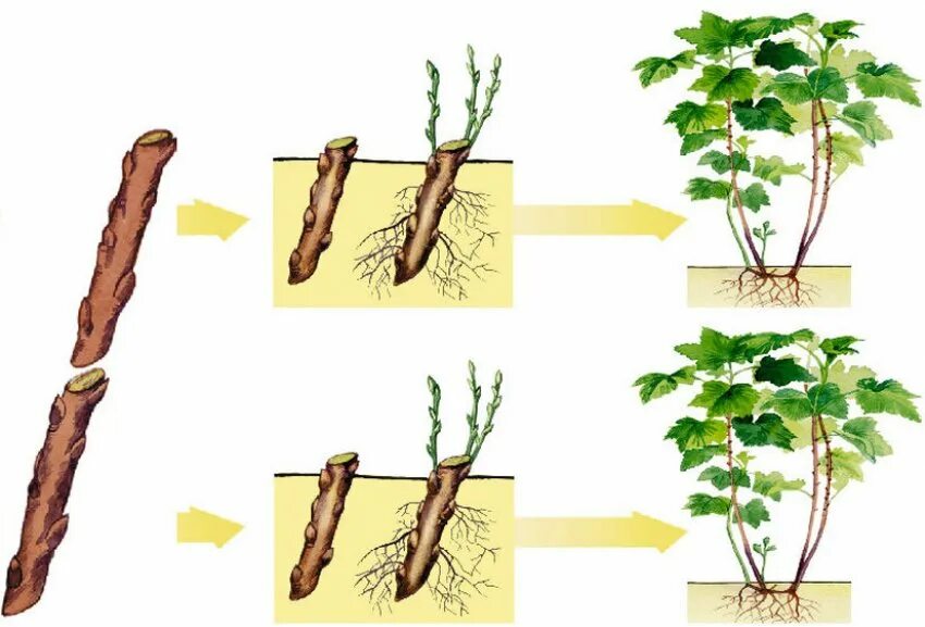 Стеблевой черенок размножение. Вегетативное размножение растений отводки. Стеблевые черенки вегетативное размножение. Спатифиллум размножение. Тип размножения черенками.