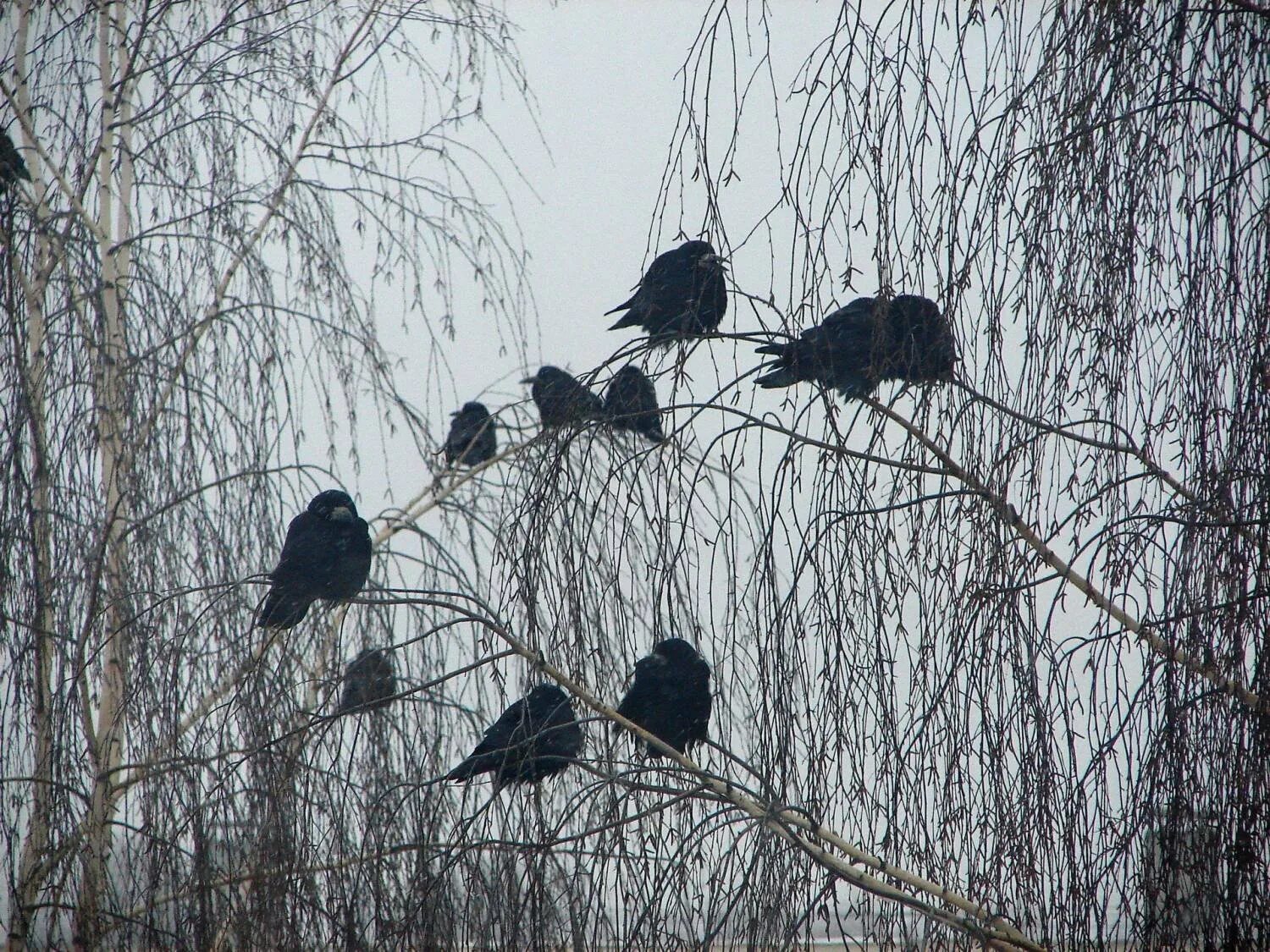 Колония грачей. Грачи весной. Грачей 1 б