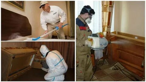 Обработка квартиры после клопов