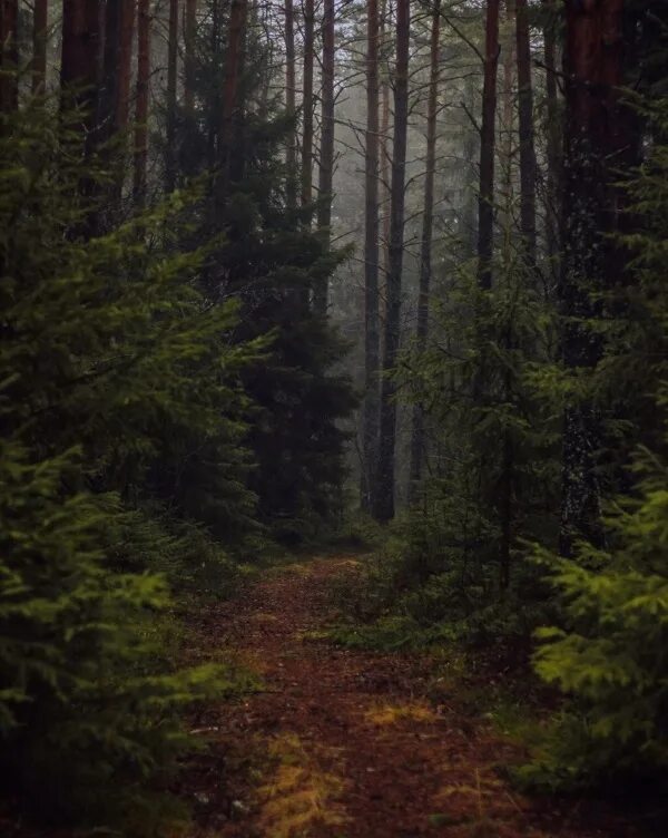 Густой лес ответ. Густые лиственные леса. Поляна в густом лесу. Густой лес ответ. Дремучий хвойный лес.