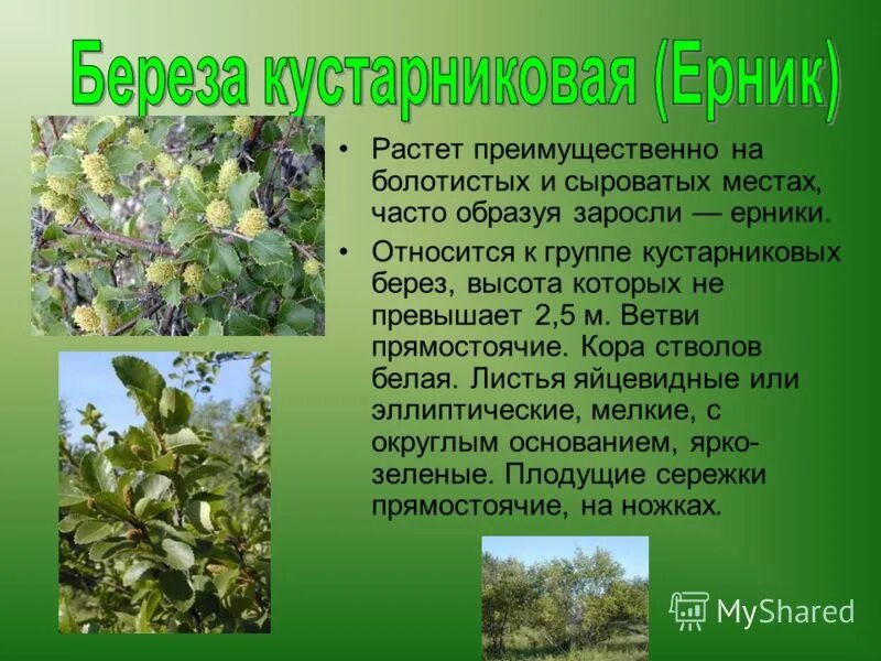 классификация береза повислая. паспорт растения береза повислая. лиственные породы древесины. береза повислая характеристика. семейство березовые представители.