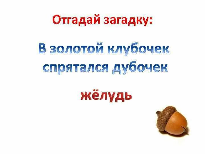 Загадка про желуди для дошкольников. Стихотворение про дуб. Загадка про желудь для детей. В этот гладкий коробок бронзового цвета отгадка. В этот гладкий коробок бронзового цвета спрятан маленький дубок.