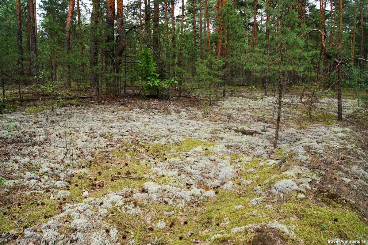 Моховой лес