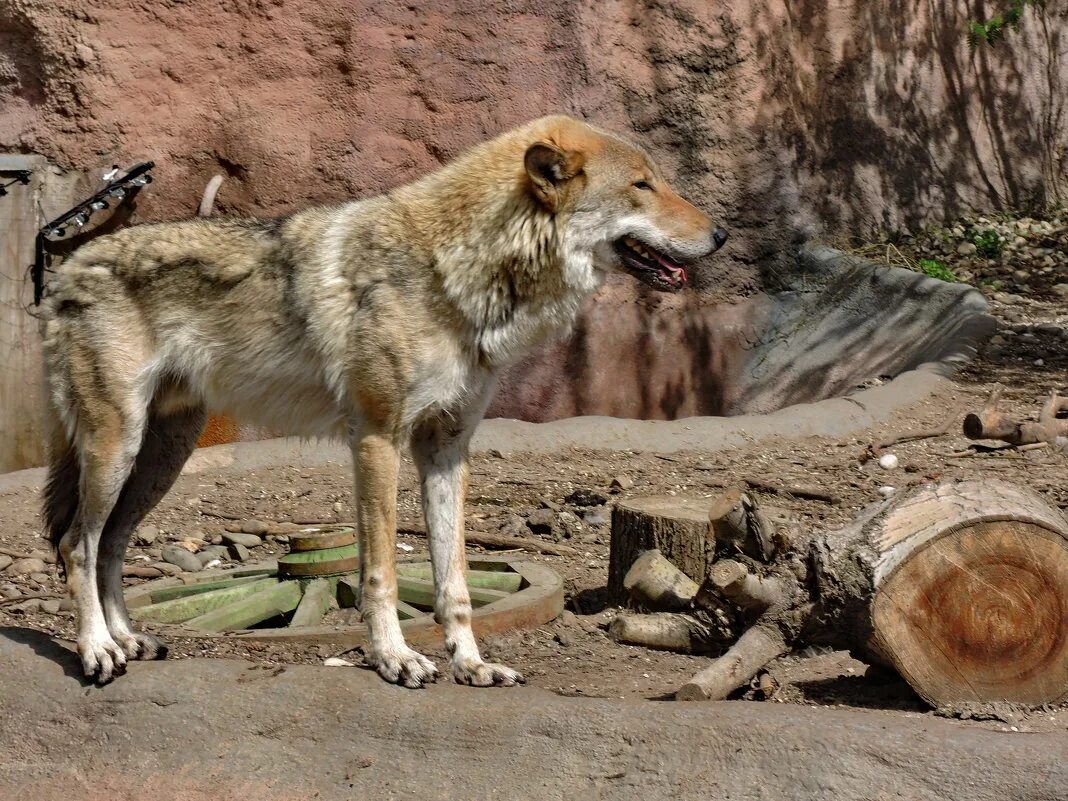 мелвильский островной волк. песочный волк. Niko pekonen волк. песчаный волк. песчаный волк.