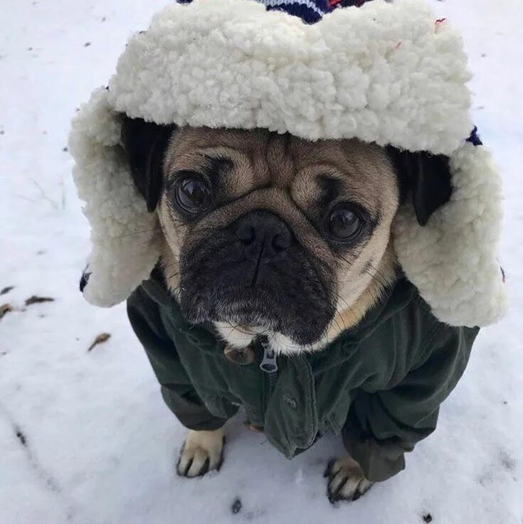 Adorable doggie hoodie Dog valentines, Cute pugs, Pug valentine