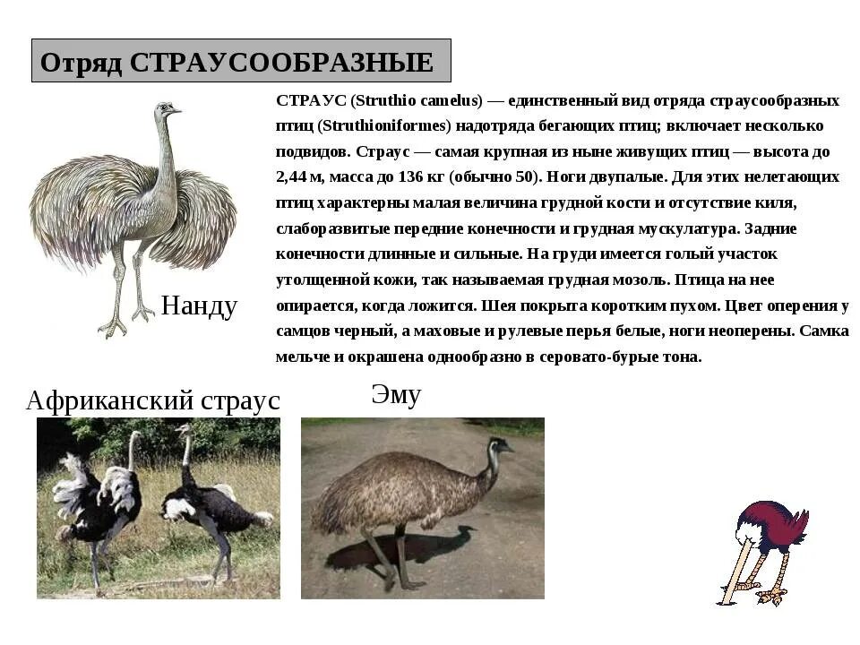 Отряд страусы. Отряд страусообразные. породы страусов. страусы разновидности. страус с названием.