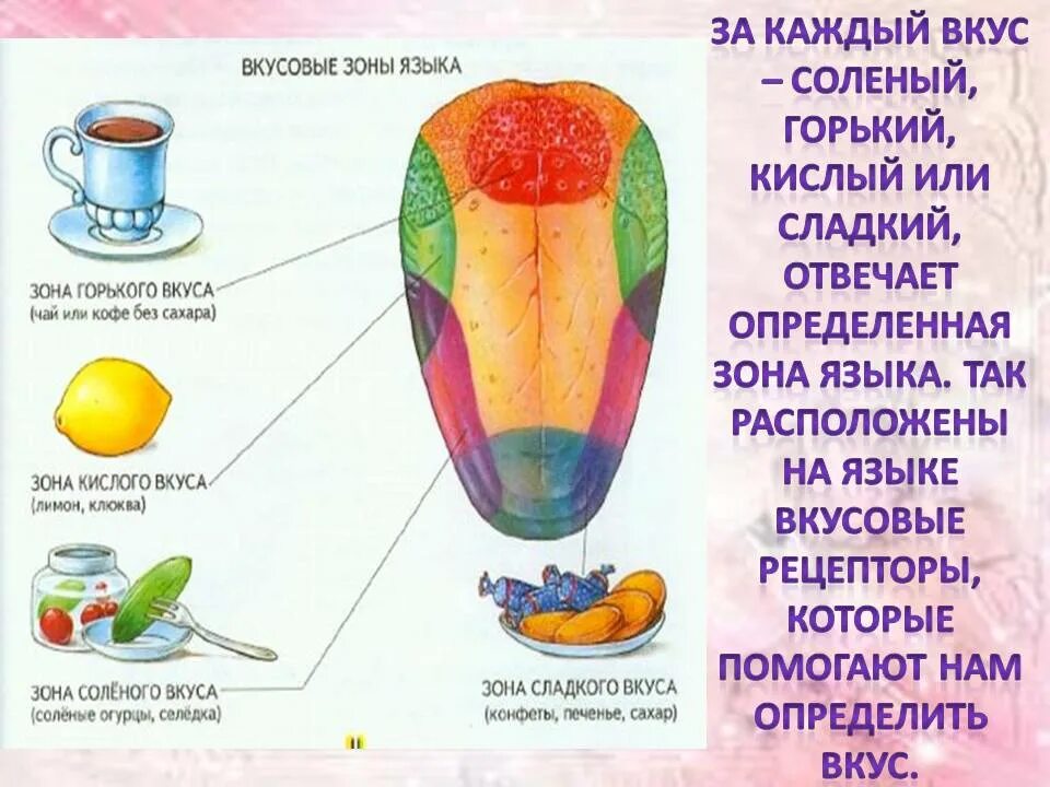 Какой должен быть вкус. Вкусовые зоны языка биология 8 класс. рецепторрецепторы языка. вкусовые рецепторы на языке. вкусовые рецепторы на языке схема.