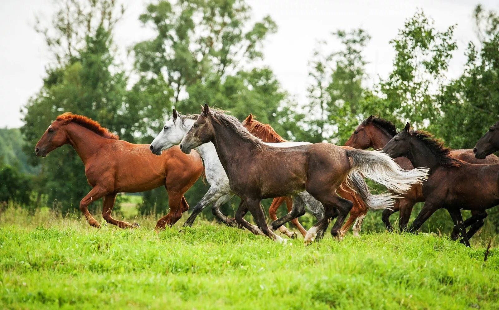 Horses are beautiful. Табун диких мустангов. Табун диких лошадей. Табун лошадей. Лошадь в поле.