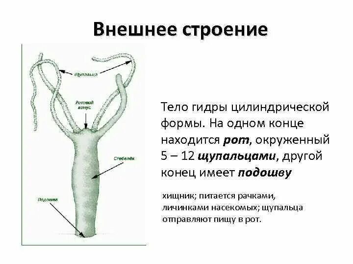 Внешнее строение животных изучает наука. Гидра пресноводная строение. гидра форма тела и его строение. строение гидры зоология. рот гидры строение.