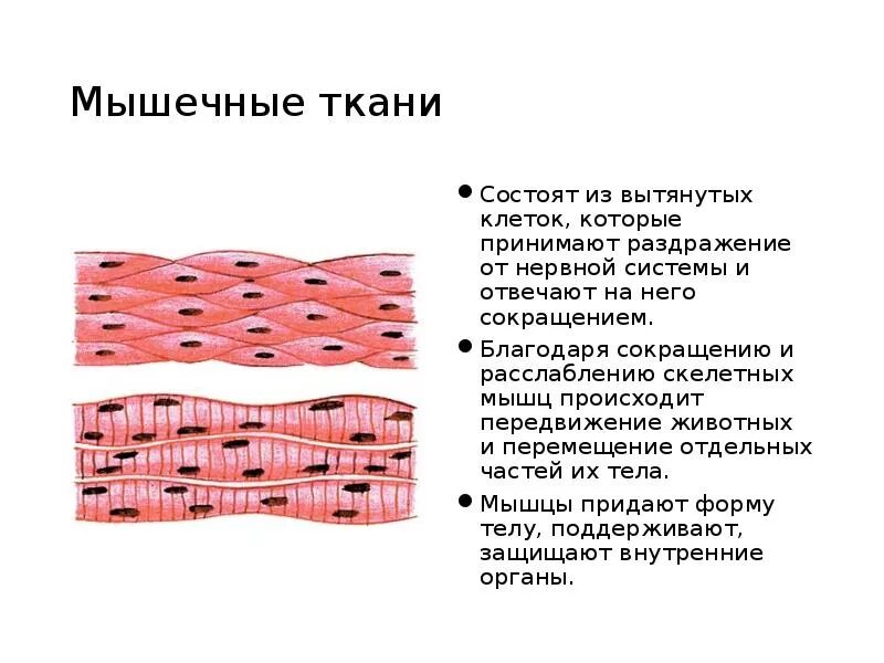 Мышечная ткань характеризуется. Строение клетки мышечной ткани. Строение гладкой мышечной ткани рисунок. Рисунок строения клетки мышечной ткани. Строение клетки в мышечной ткани животных.