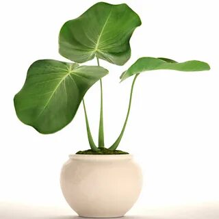 Цветы plant